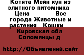 Котята Мейн-кун из элитного питомника › Цена ­ 20 000 - Все города Животные и растения » Кошки   . Кировская обл.,Соломинцы д.